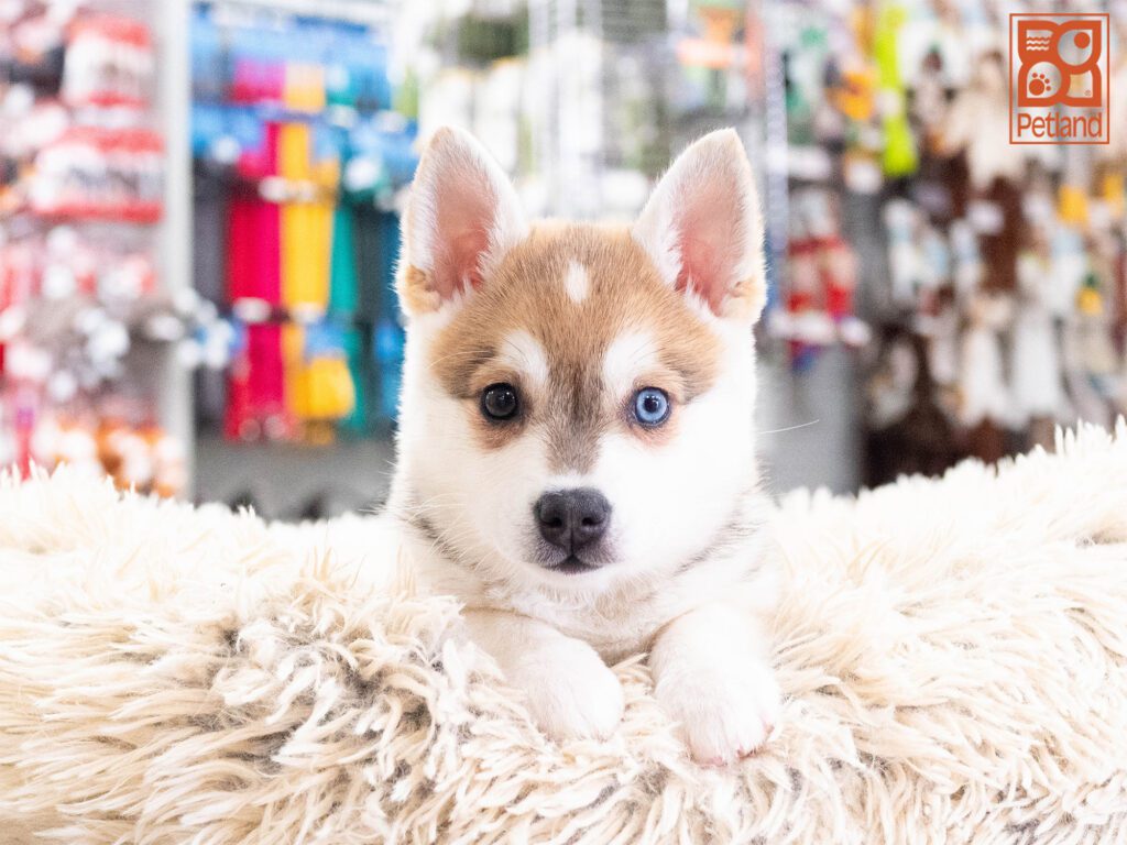 Alaskan Klee Kai Image #1