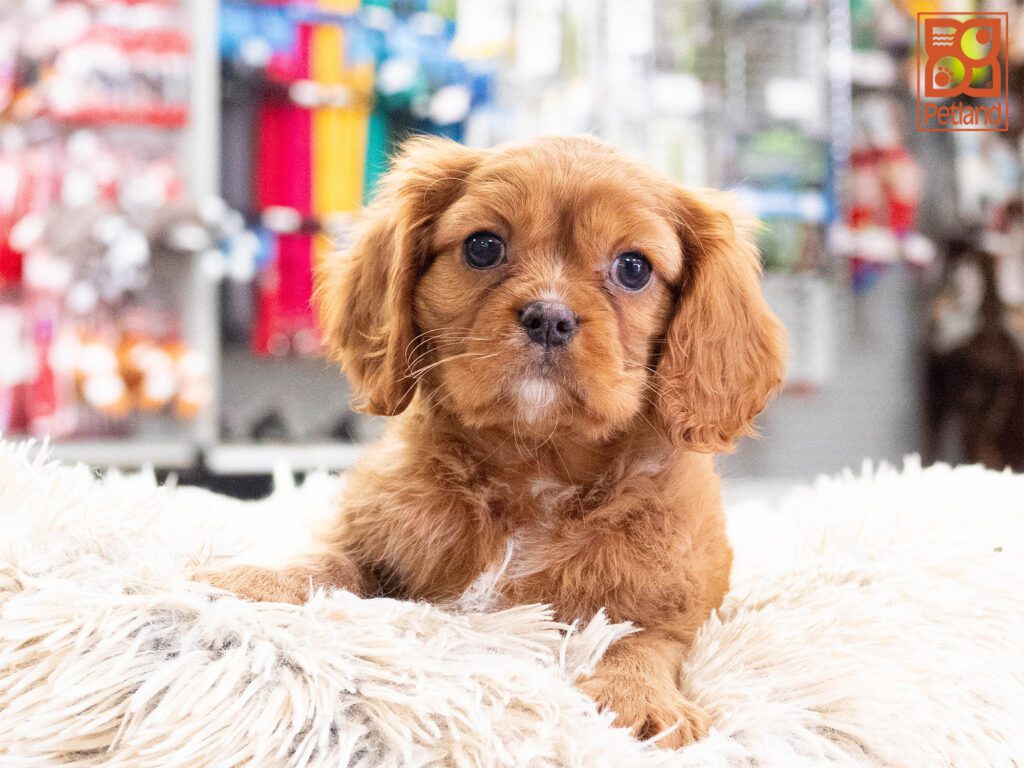 Cavalier King Charles Image #1