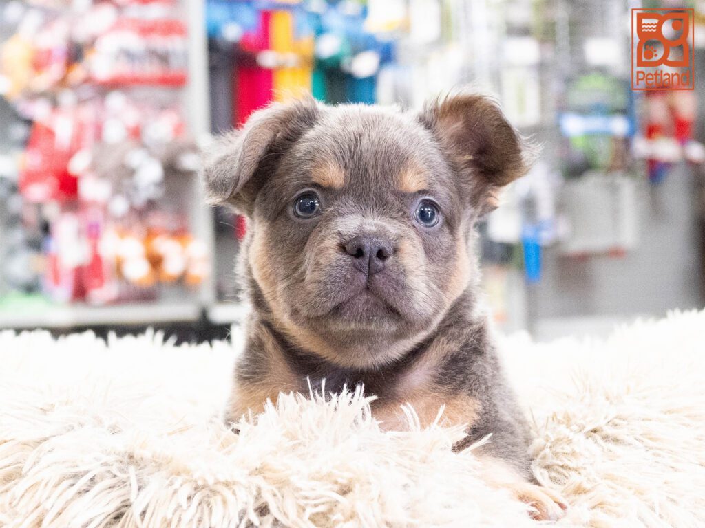 French Bulldog Image #1