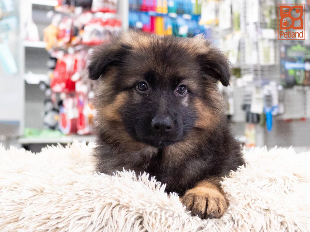 German Shepherd Image #1