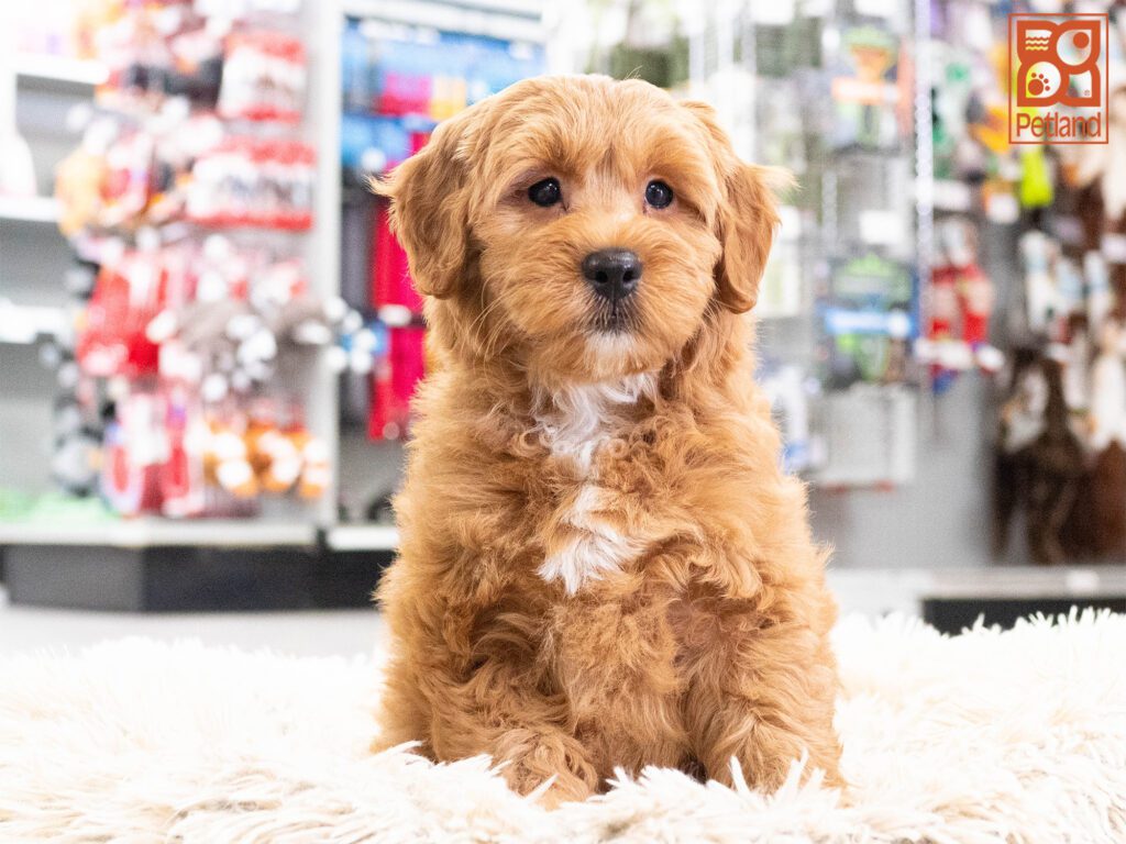 Mini Goldendoodle 2nd Gen Image #1