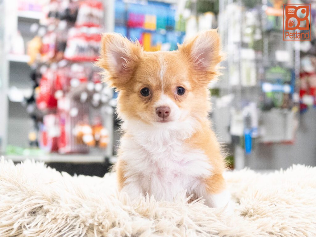 Chihuahua Image #1