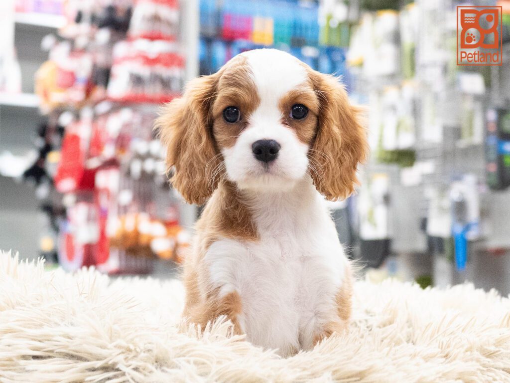 Cavalier King Charles Image #1