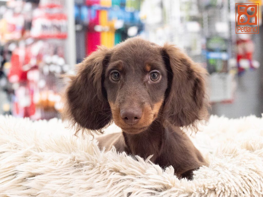 Dachshund Image #1