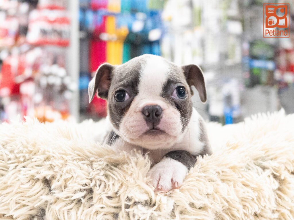 Boston Terrier Image #1