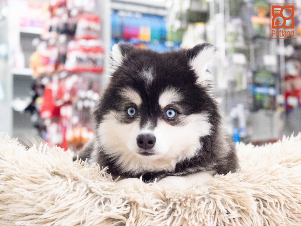 Alaskan Klee Kai Image #1