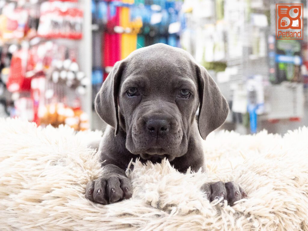 Cane Corso Image #1