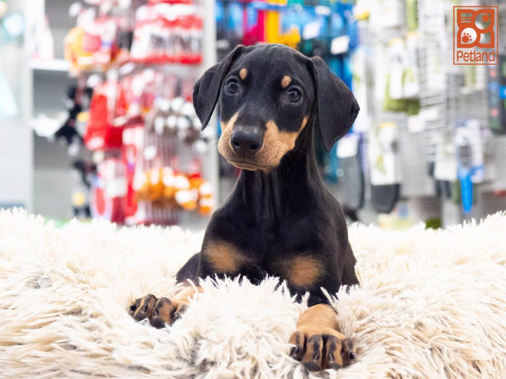 Doberman Pinscher Image #1
