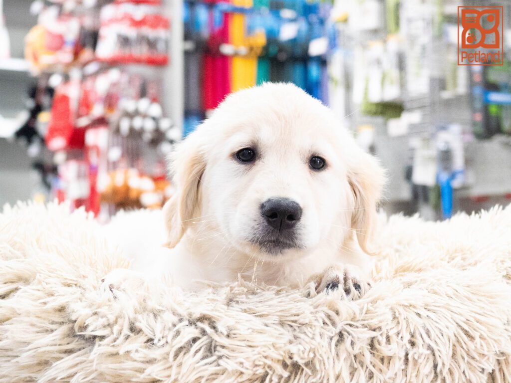 Golden Retriever Image #1