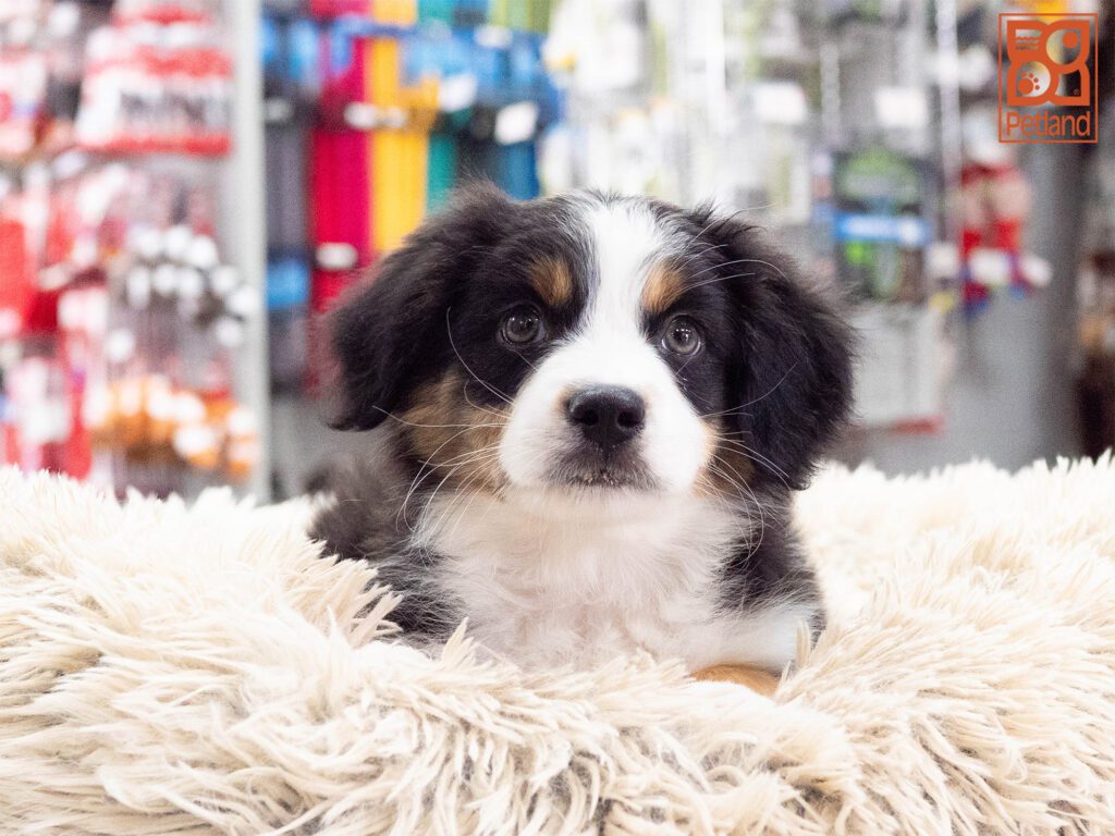 Mini Aussiedoodle Image #1