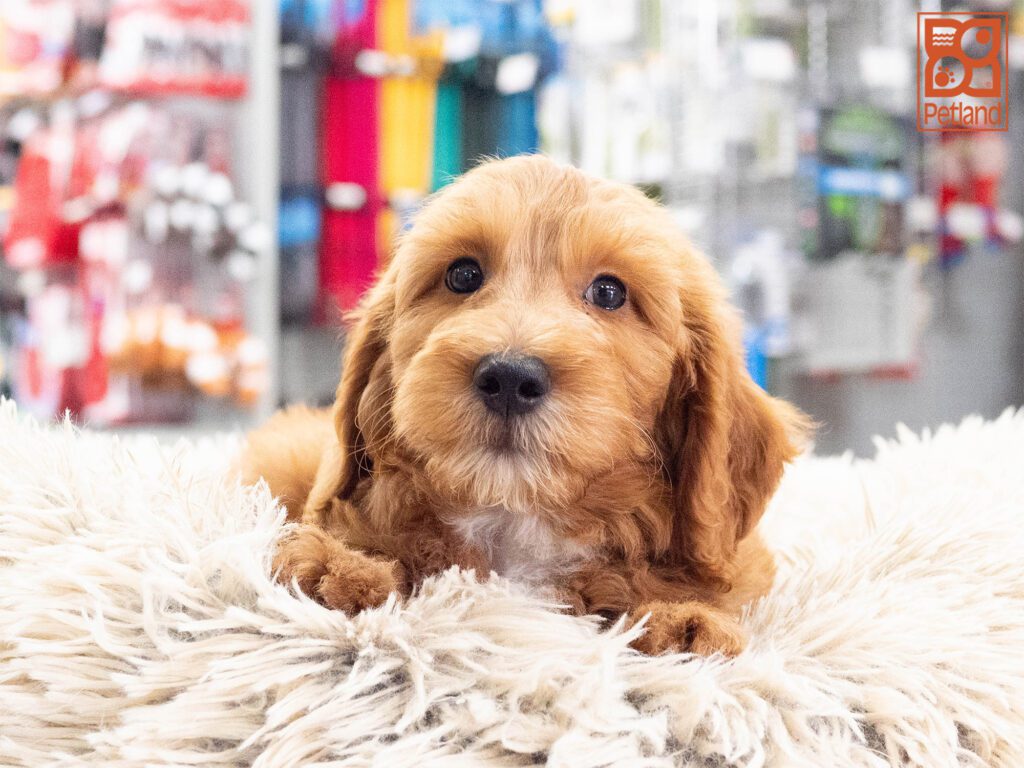 Mini Goldendoodle 2nd Gen Image #1