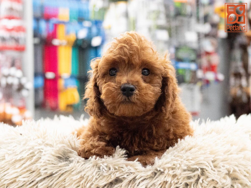 Poodle Image #1