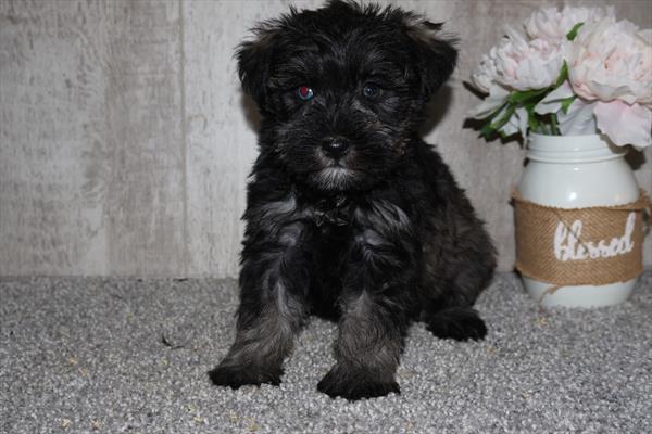 Mini Schnauzer Image #1