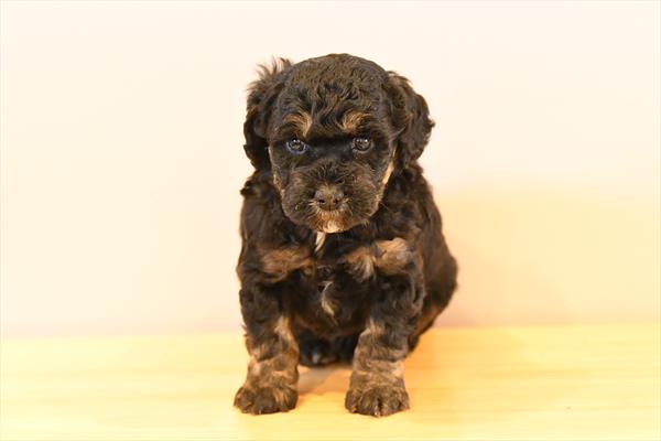 Mini Bernedoodle 2nd Gen Image #1