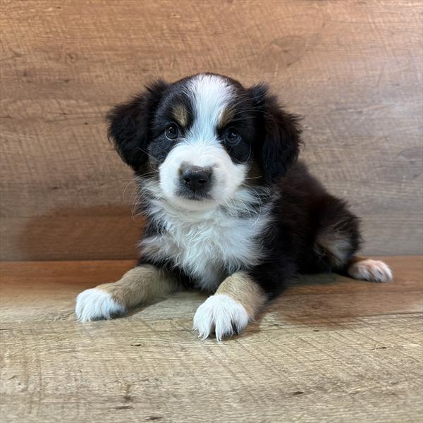 Mini Aussiedoodle Image #1