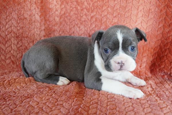 Boston Terrier Image #1