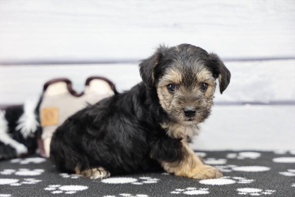 Yorkipoo Image #1