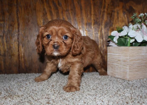 Cavalier King Charles Image #1