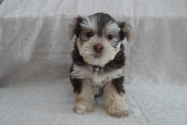 Morkie Image #1