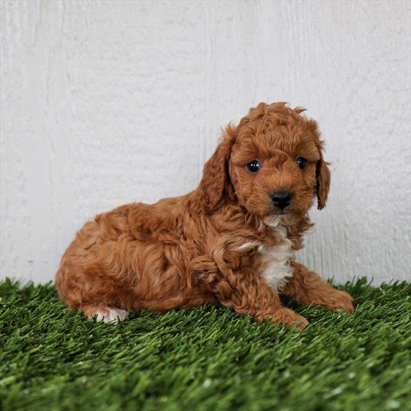 Cockapoo 2nd Gen Image #1