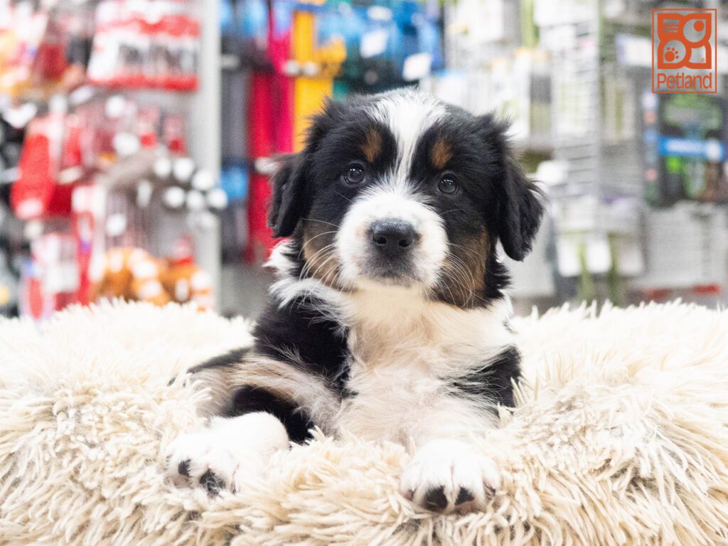 Australian Shepherd Image #1