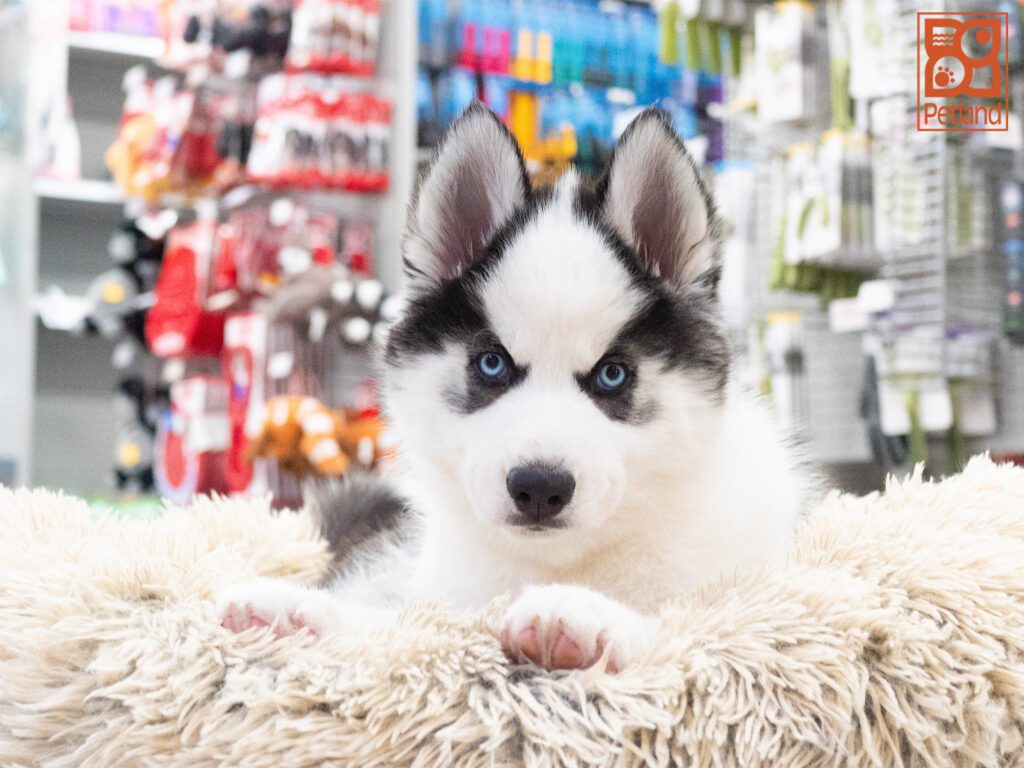 Siberian Husky Image #1