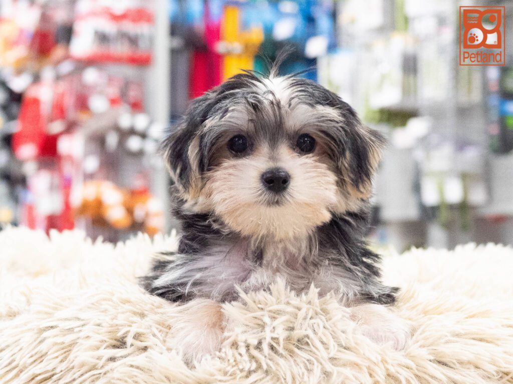 Morkie Image #1
