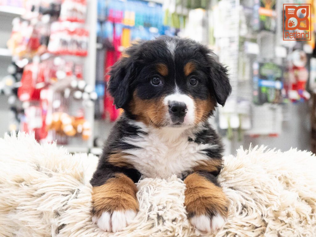 Bernese Mountain Dog Image #1