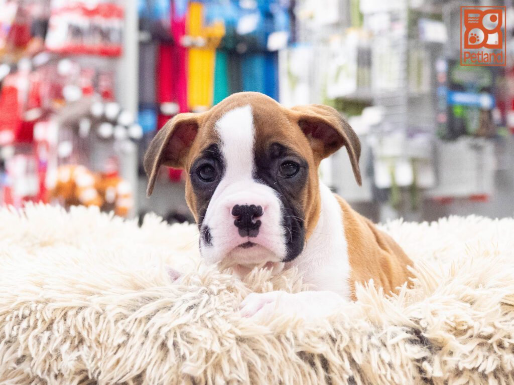 Boxer Image #1