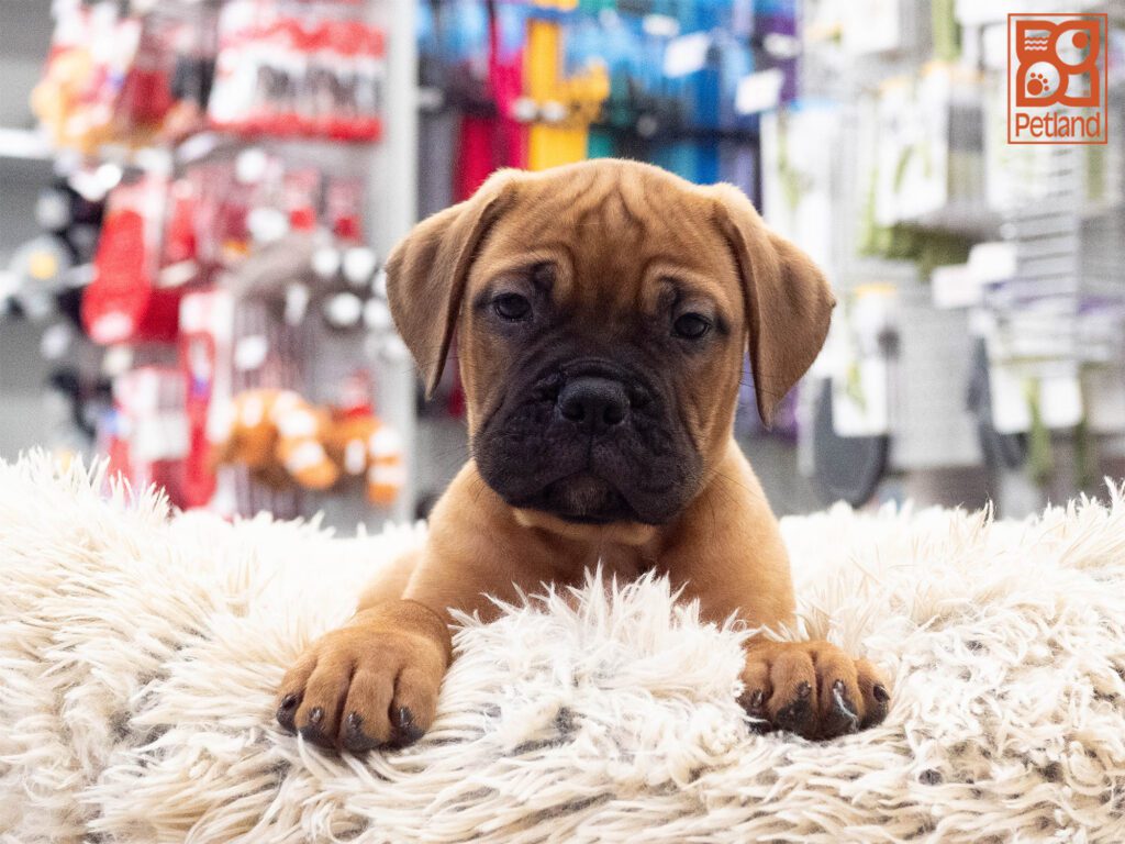 Bullmastiff Image #1