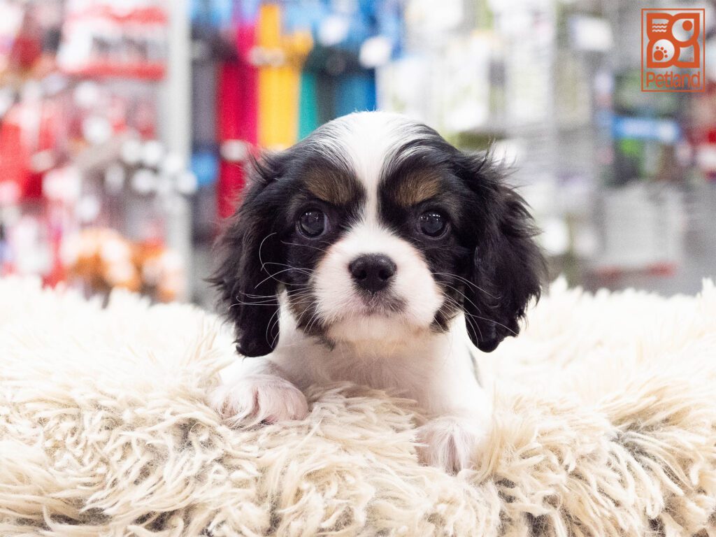 Cavalier King Charles Image #1
