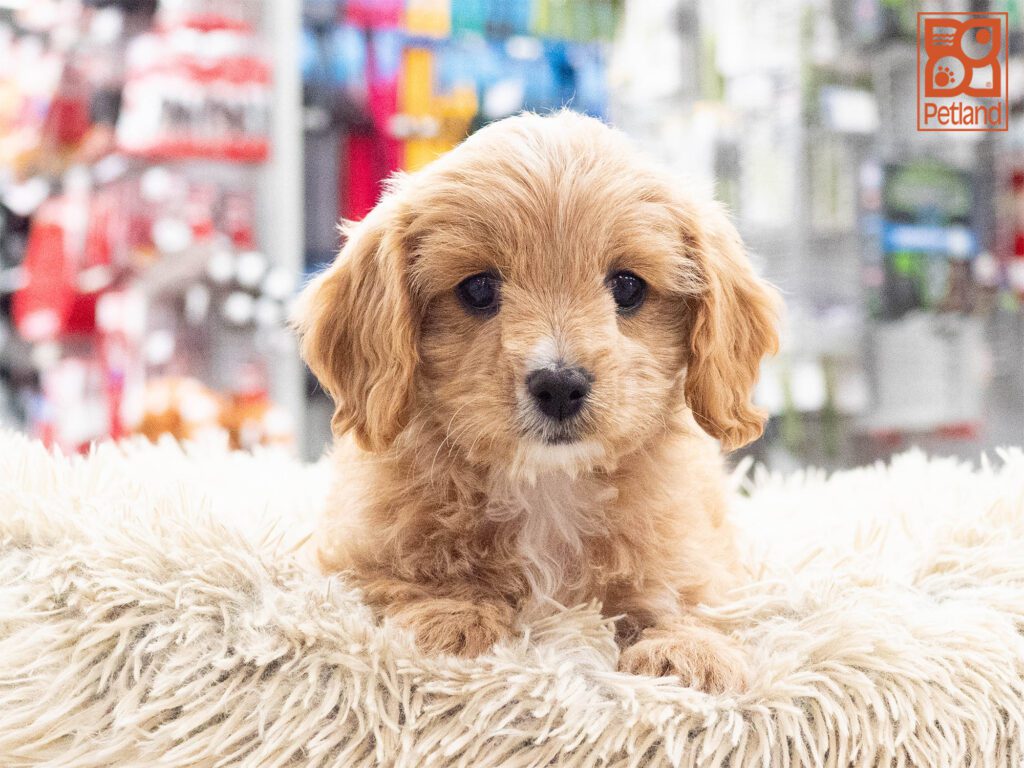 Cavapoo Image #1