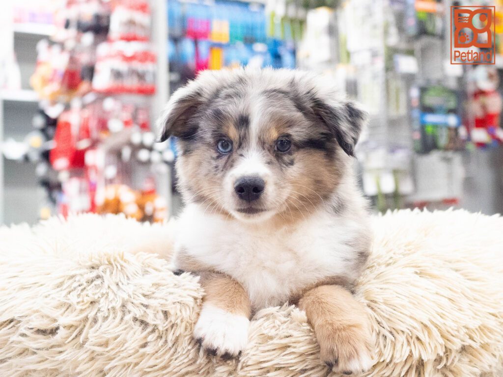 Mini Australian Shepherd Image #1