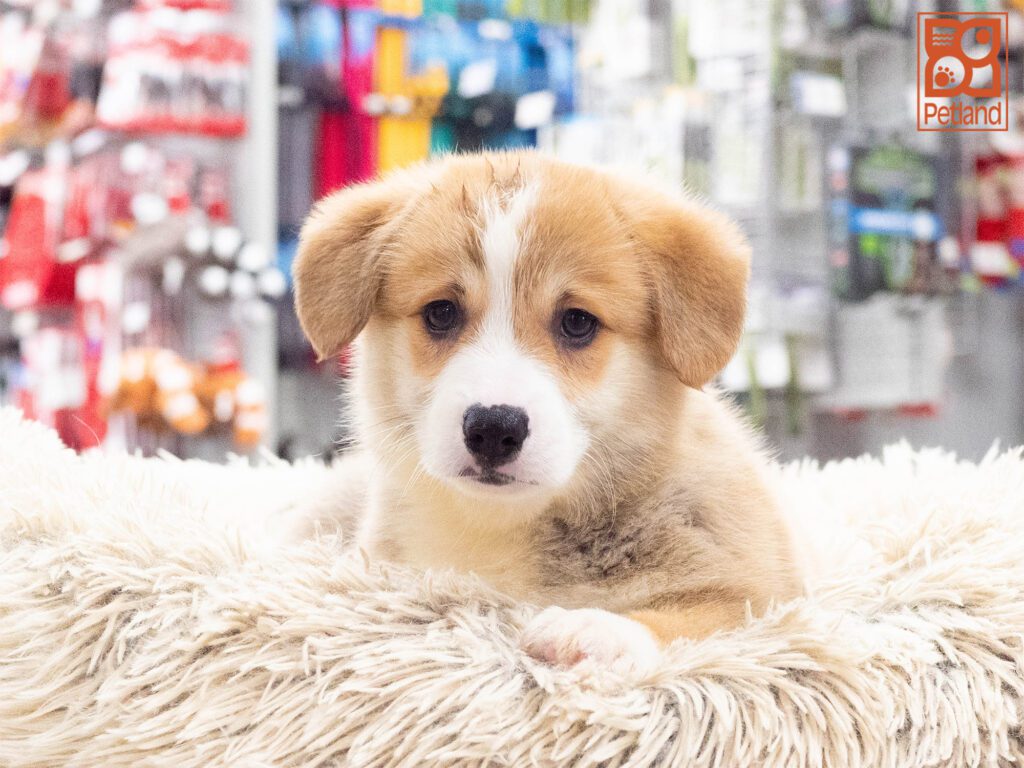 Pembroke Welsh Corgi Image #1