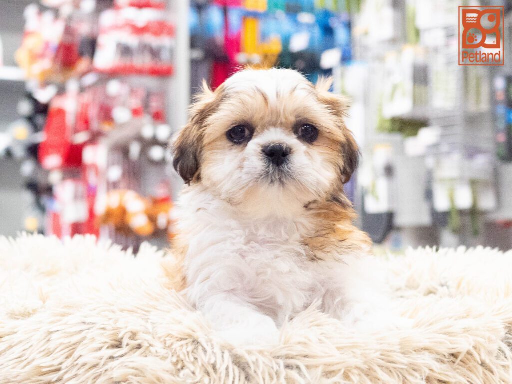 Shih Tzu Image #1