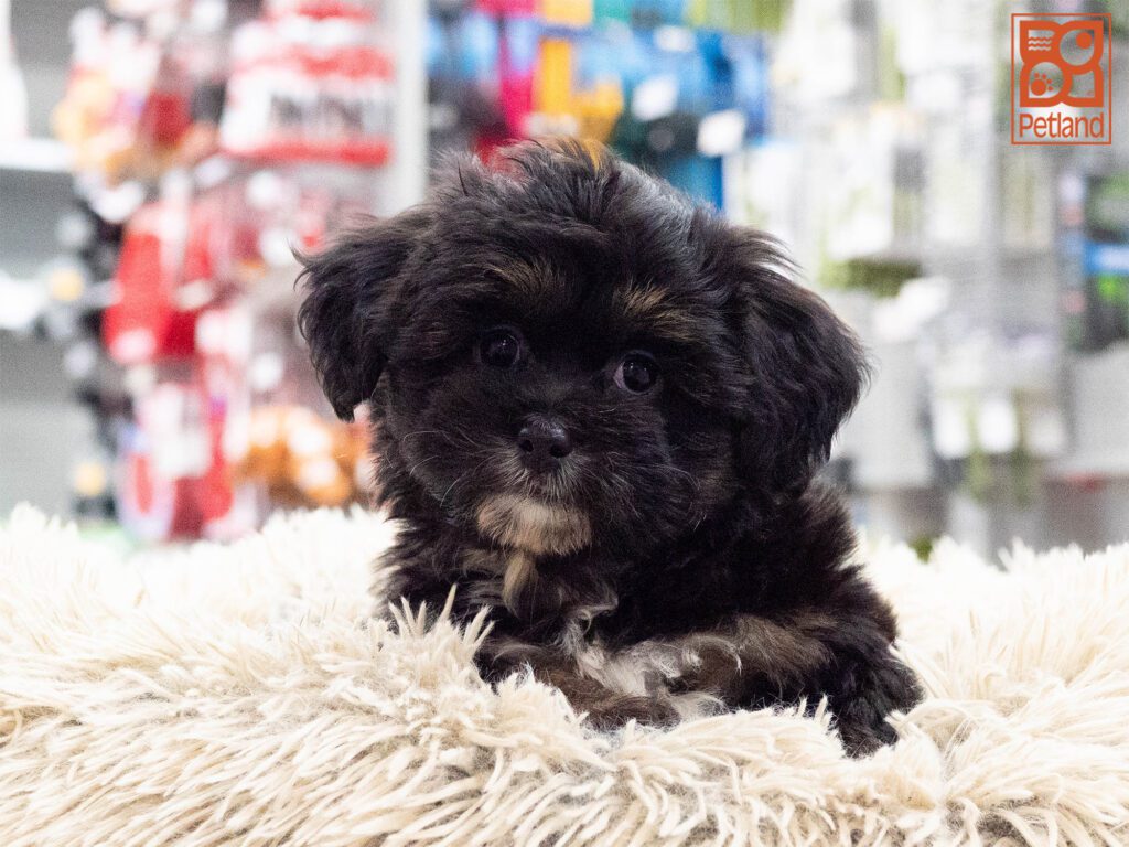 Shihpoo Image #1