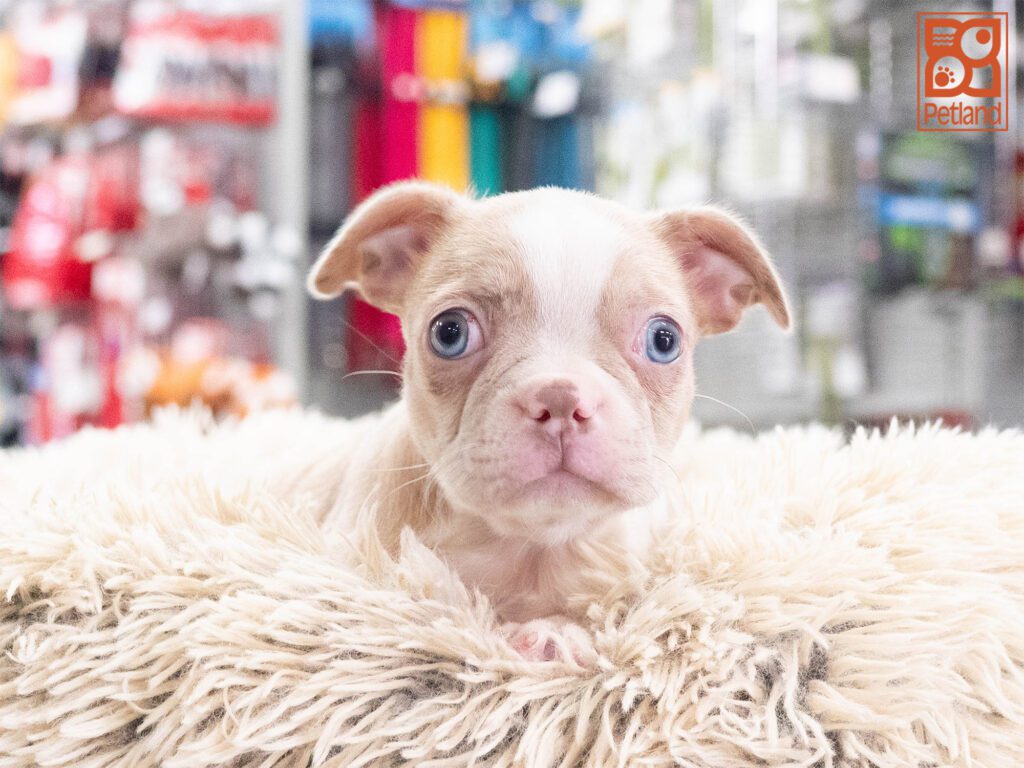 Boston Terrier Image #1