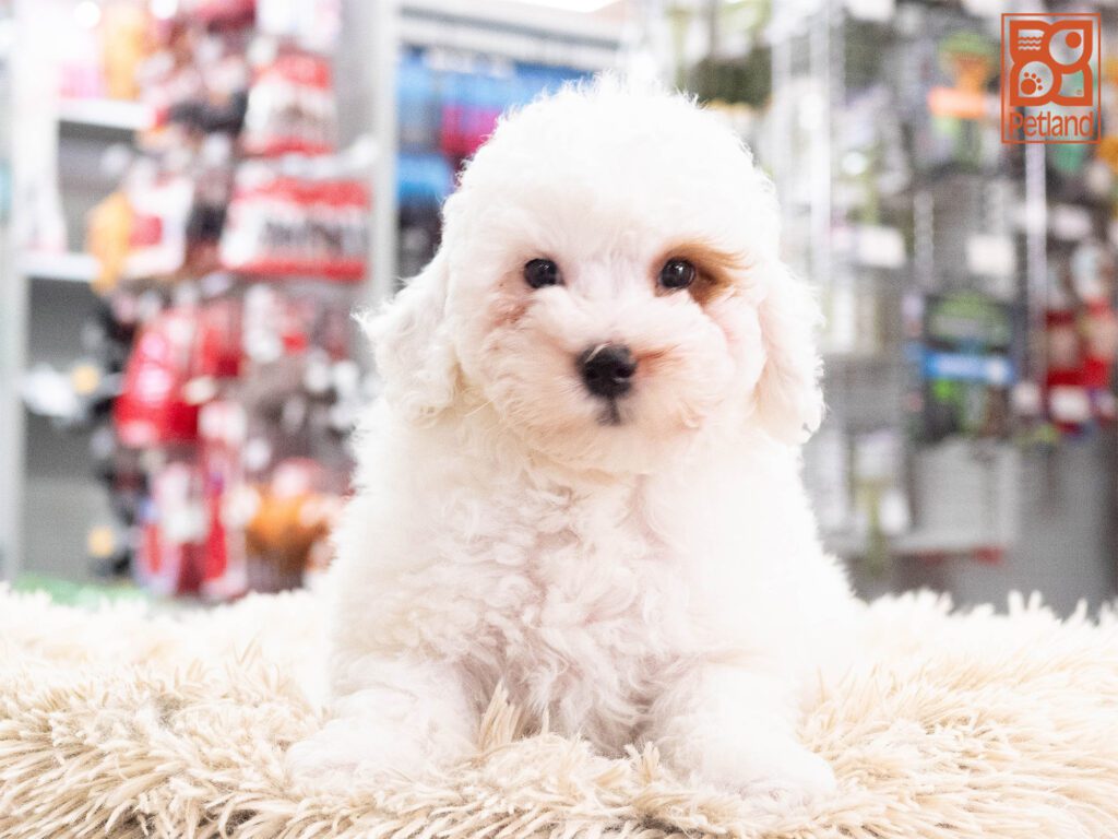 Mini Goldendoodle 2nd Gen Image #1