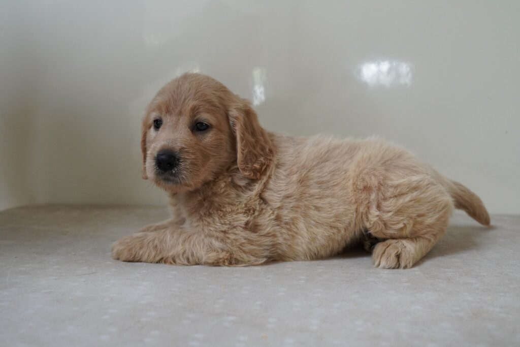 Mini Goldendoodle Image #1