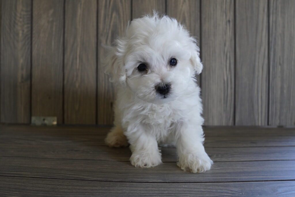Bichon Frise Image #1