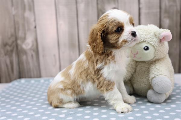 Cavalier King Charles Image #1