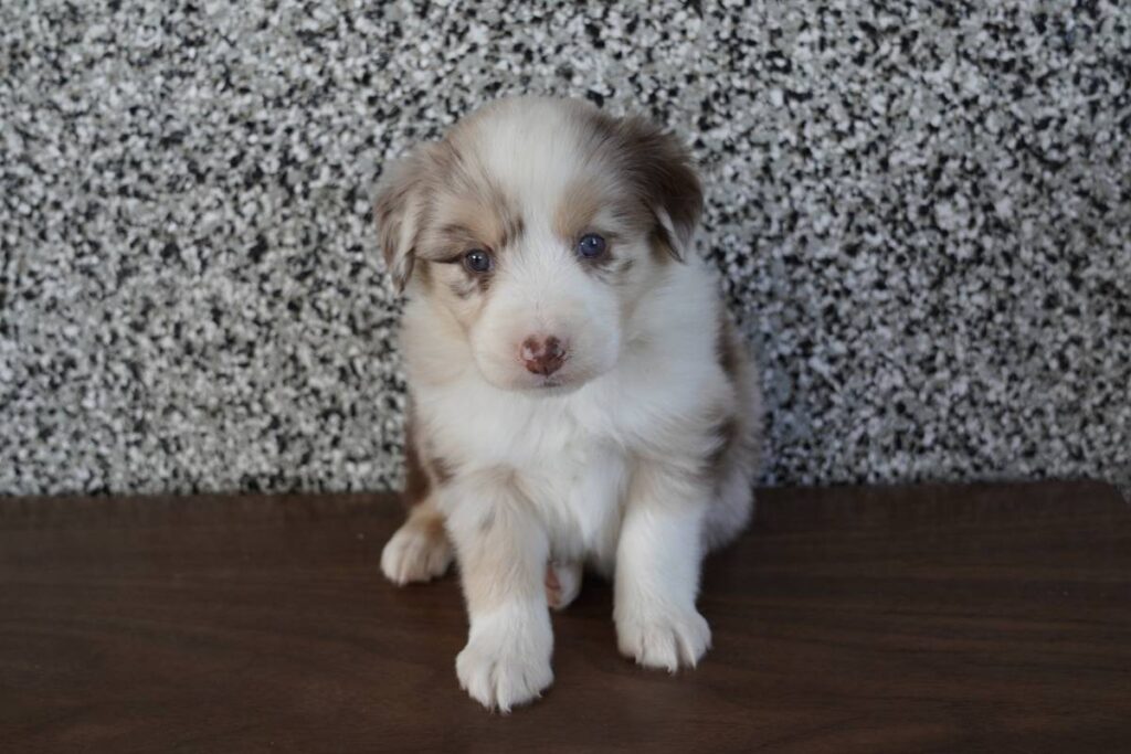 Mini Australian Shepherd Image #1