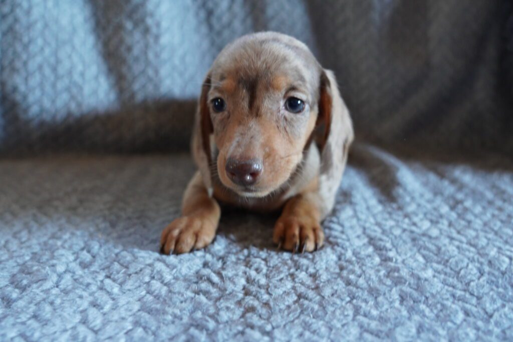 Dachshund Image #1