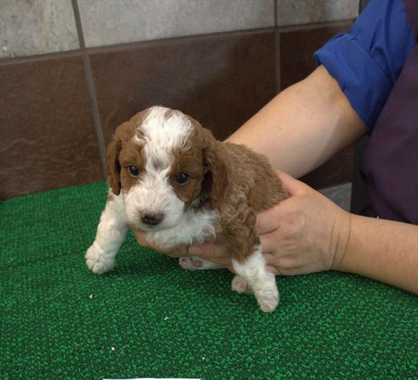 Mini Bernedoodle 2nd Gen Image #1