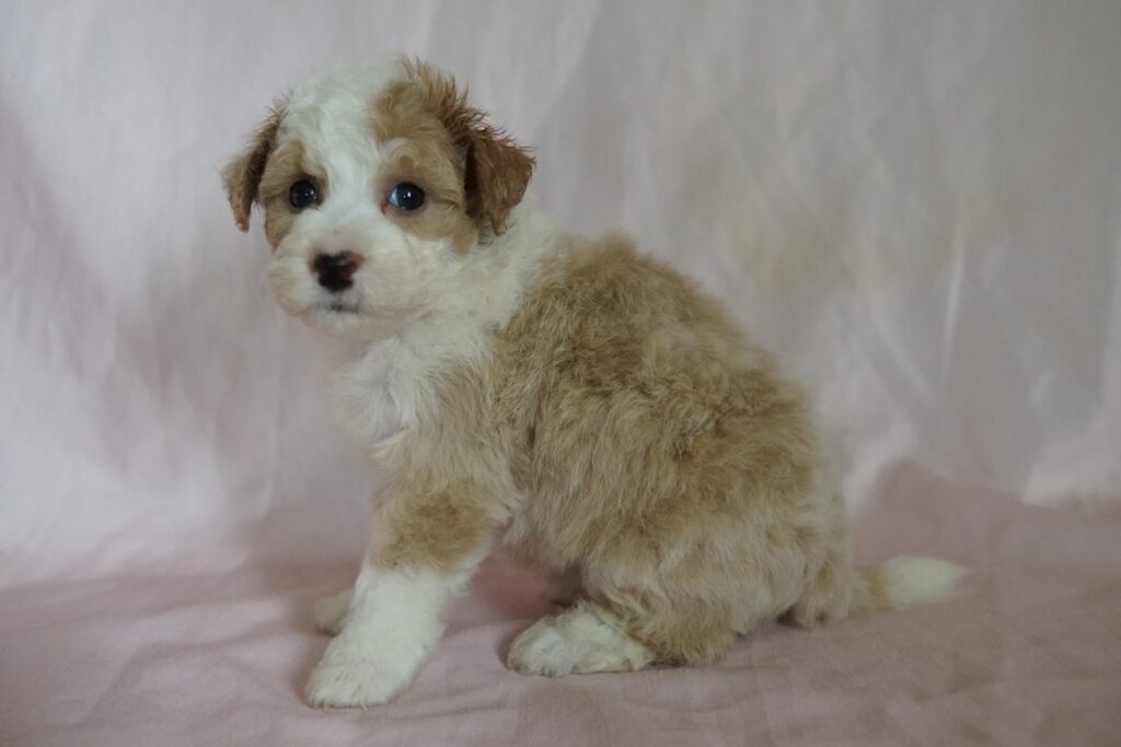 Bichapoo Image #1