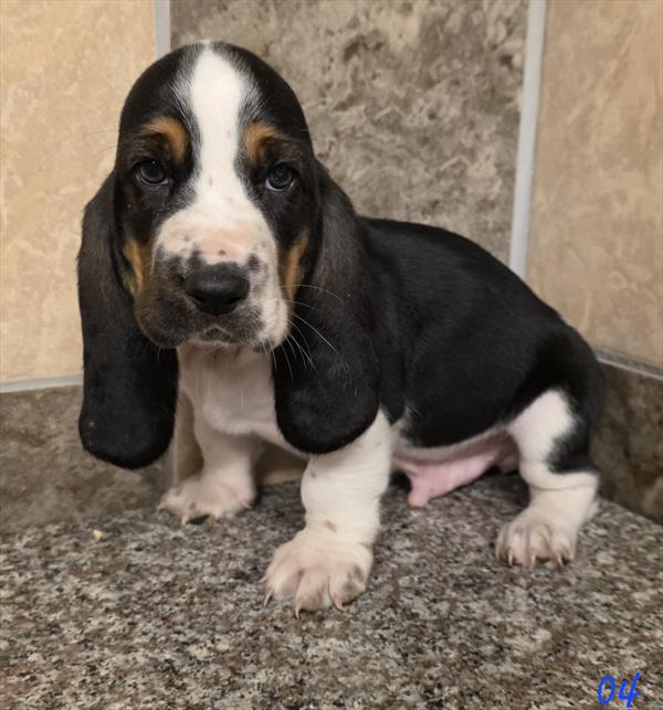 Basset Hound Image #1
