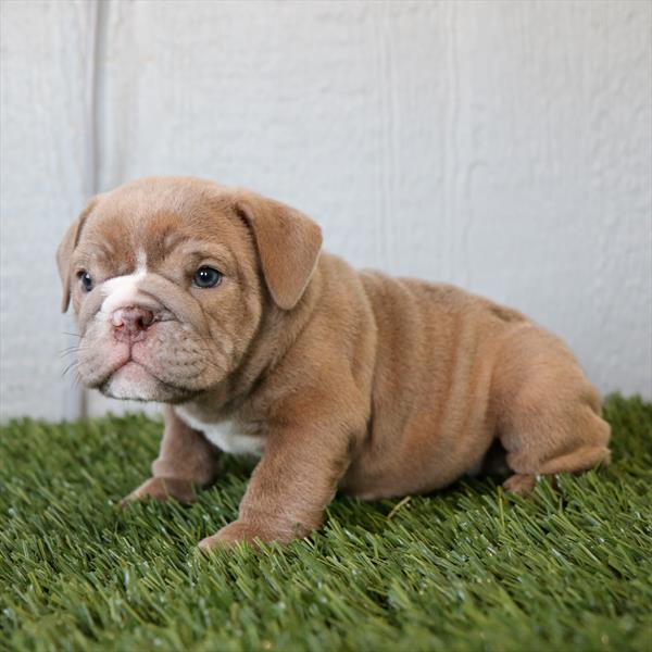 English Bulldog Image #1