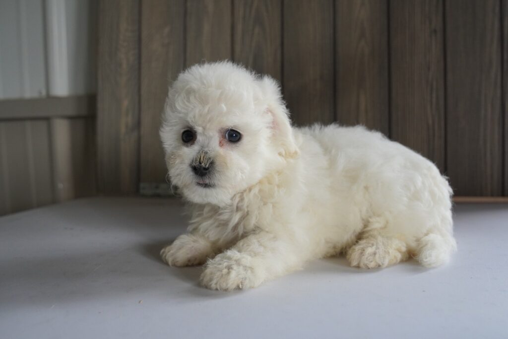 Bichon Frise Image #1