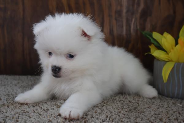Pomeranian Image #1
