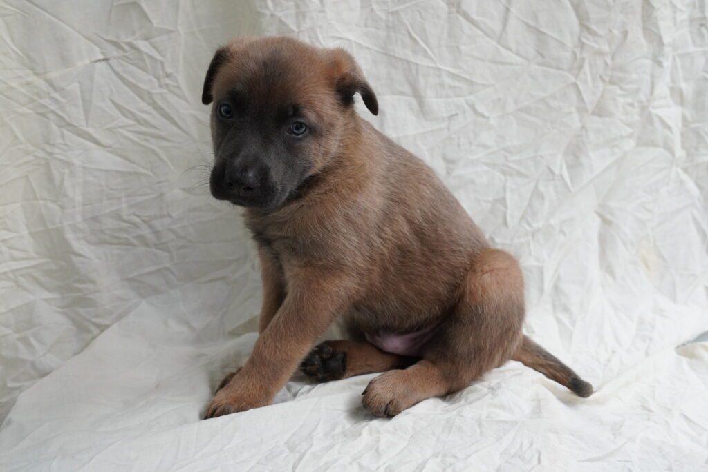Belgian Malinois Image #1
